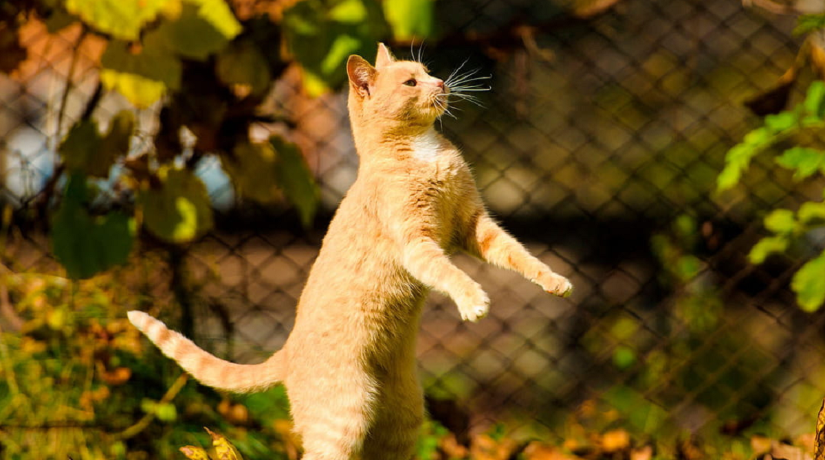 Como realizar um exame ortopédico em gatos