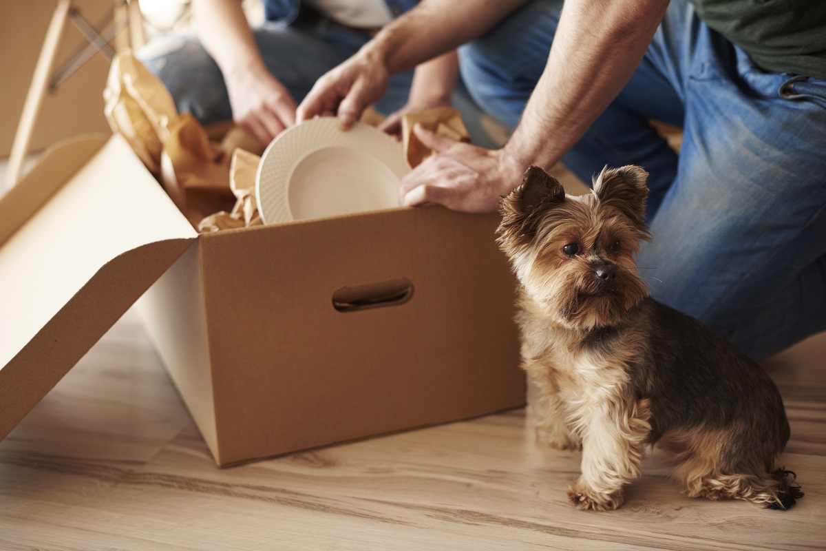 Vista superior adorável cachorro e donos em sua nova casa