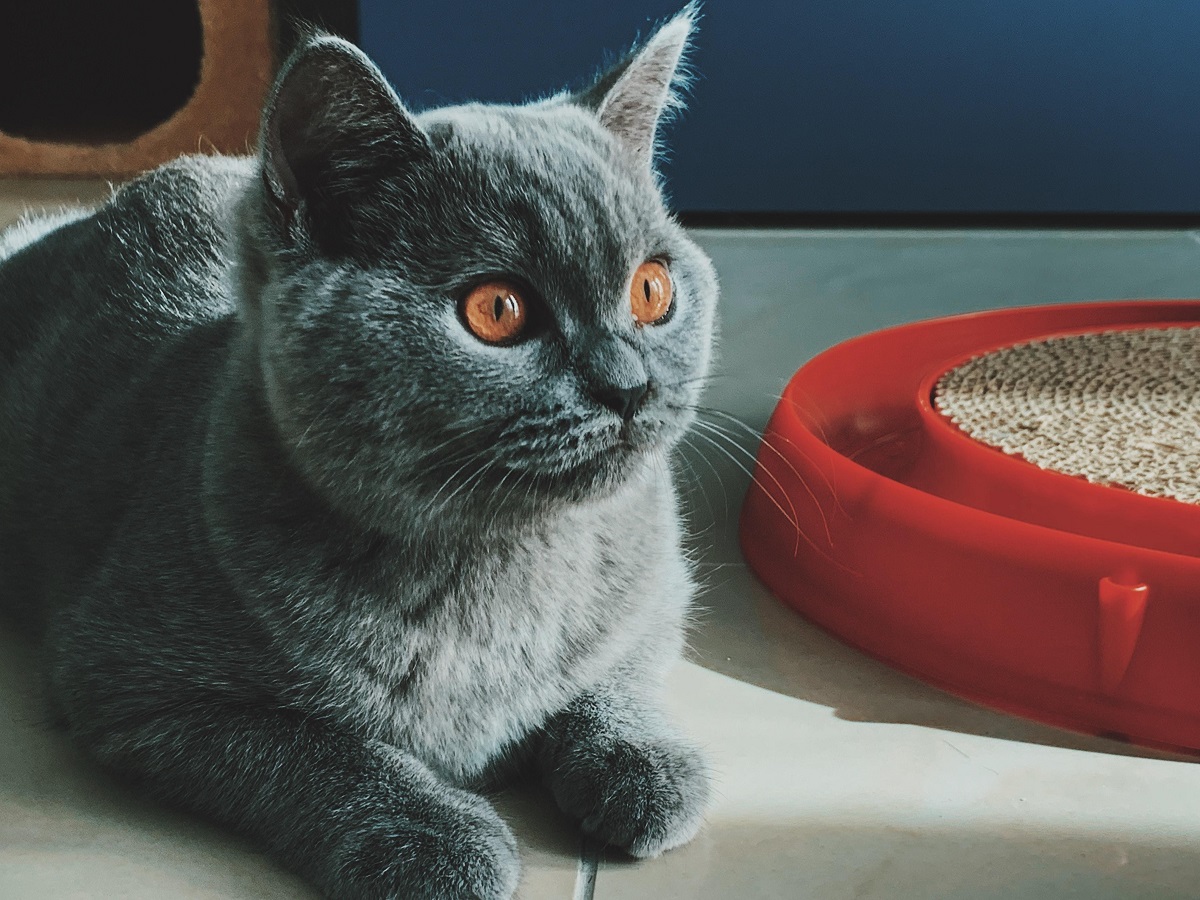 Gato com cara de assustado