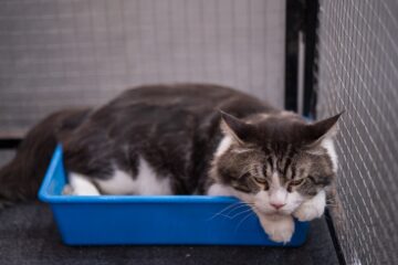 Gato dentro da caixa de areia